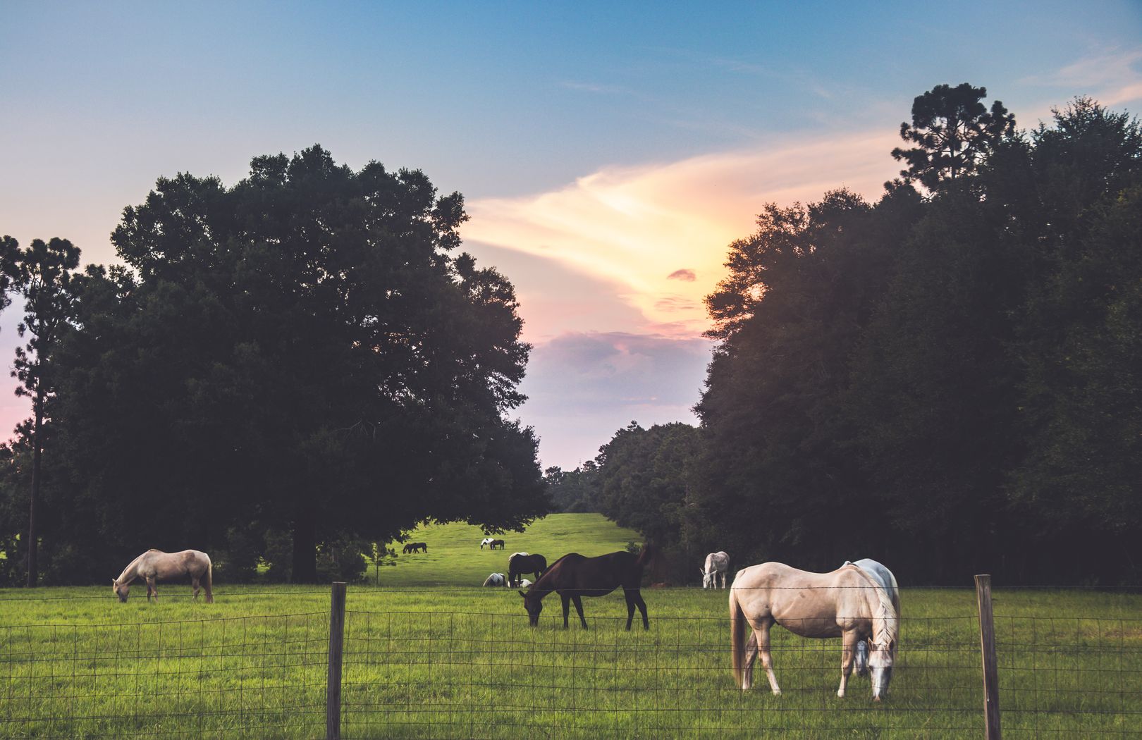 Horses in a Central Florida pasture, shown as regional lifestyle imagery